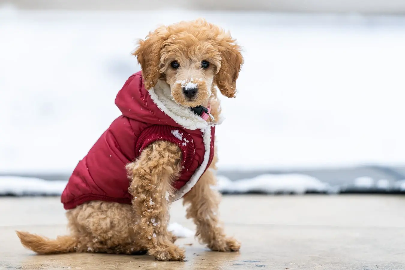 ¿Cómo afecta el otoño a tu mascota? Consejos para cuidar a perros y gatos
